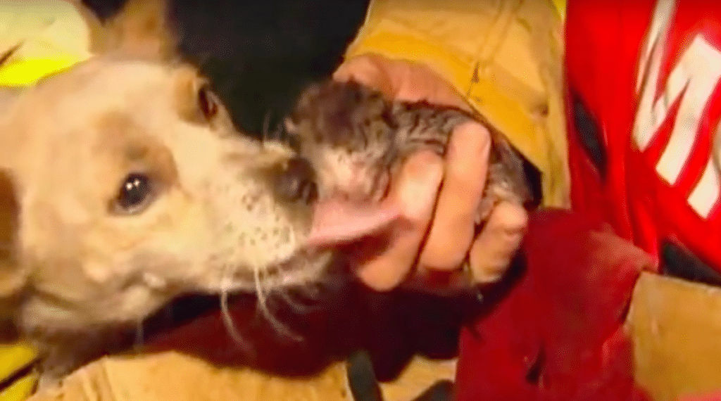Egy kutyát találtak a tűzoltók egy égő házban4
