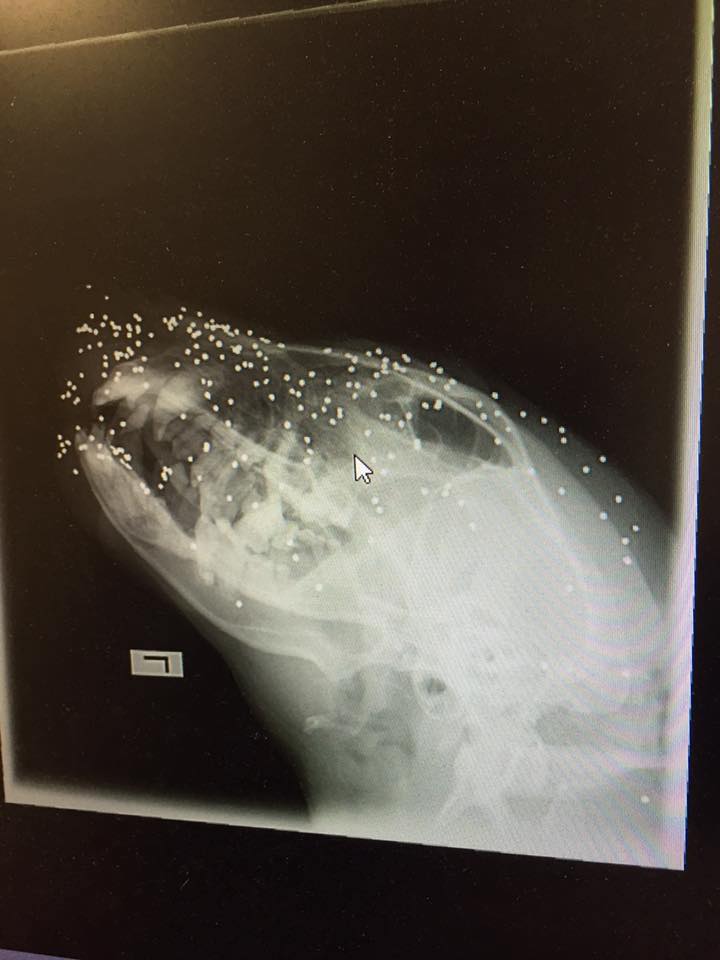 Mikor megnézik a kutya röntgen felvételét rájönnek mi rejtőzik a kutya testében.5