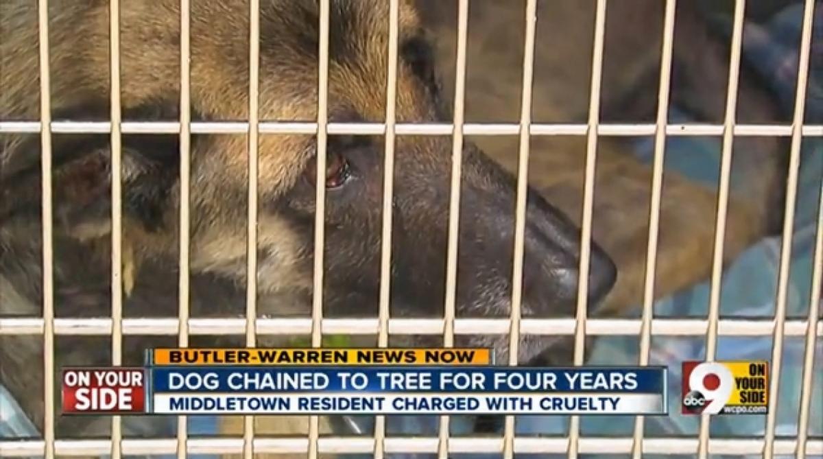Négy évig fához kötözte, és éheztette a kutyáját2