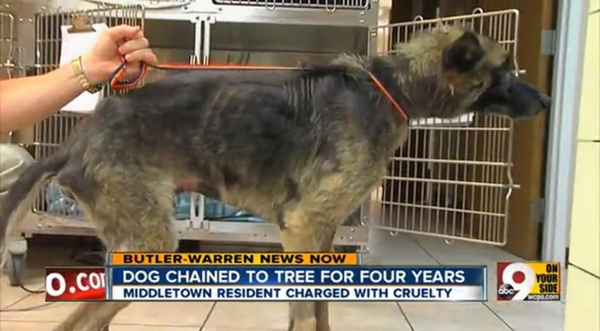 Négy évig fához kötözte, és éheztette a kutyáját3