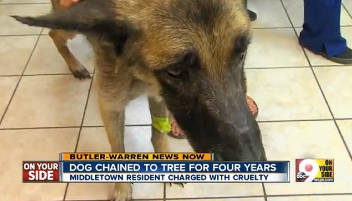 Négy évig fához kötözte, és éheztette a kutyáját4