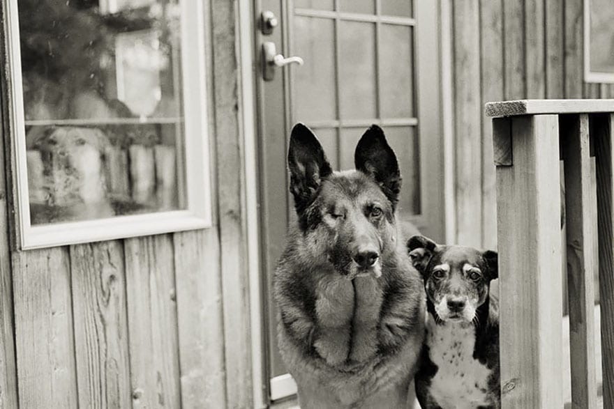 Valószínűleg ez a valaha készült legcsodálatosabb fotósorozat öreg kutyákról5