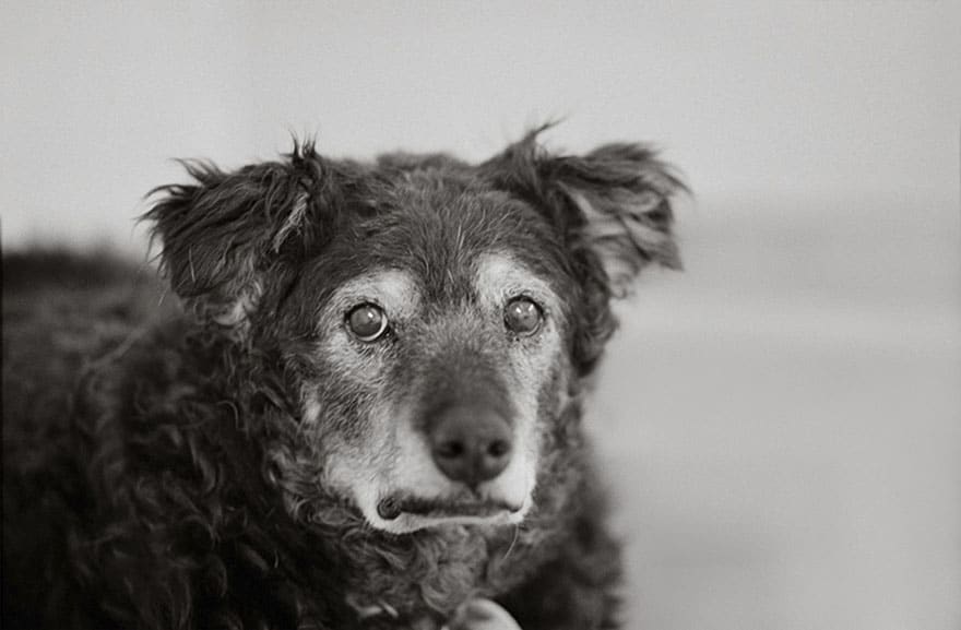 Valószínűleg ez a valaha készült legcsodálatosabb fotósorozat öreg kutyákról9