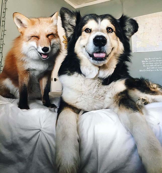 róka és kutya a legjobb barátok3