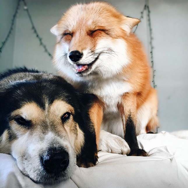 róka és kutya a legjobb barátok5