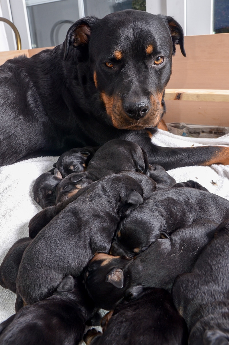 Jessie the rottweiler has given birth to a litter 15 puppies, Telford. A two-year-old Rottweiler from Telford, Shropshire, stunned its owners when she gave birth to FIFTEEN puppies - one of the biggest litters ever born in Britain. See NTI storyt NTIPUPS; Eleanor Usher, 47, was only expecting family pet Jessie to have five babies, but was baffled when she bred the country's second highest brood on Sunday morning (15/10). The tiny pups have been sheltered in a makeshift bed made by her carpenter husband, Ian, 56, and are set to be sold on to their forever homes in six to eight weeks. Since the birth, Jessie has become a "fiercely independent" mother, refusing to let anyone else feed her litter and even looking after seven-year-old cat Mini. The tiny pups have been quietly cuddling up to one another during the night time, and have been feeding from their mother on almost constant rotation.