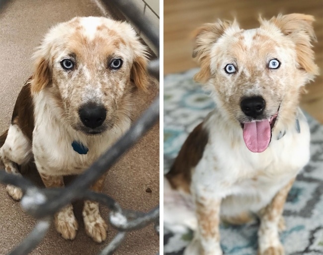 20 előtte és utána kép örökbe fogadott kutyákról1