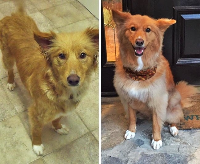 20 előtte és utána kép örökbe fogadott kutyákról11
