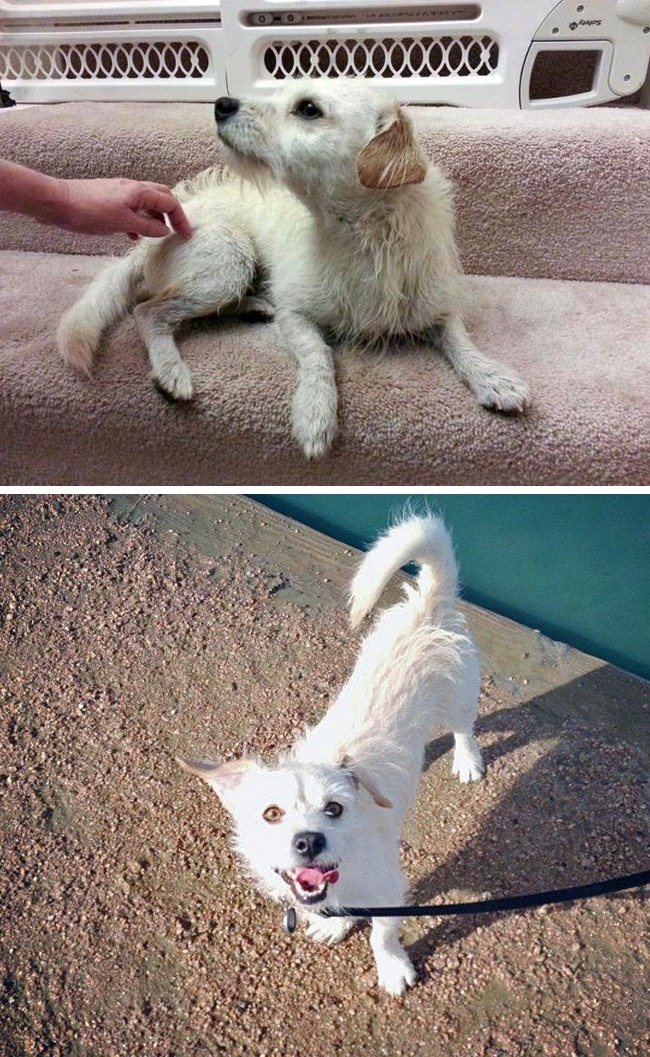 20 előtte és utána kép örökbe fogadott kutyákról12