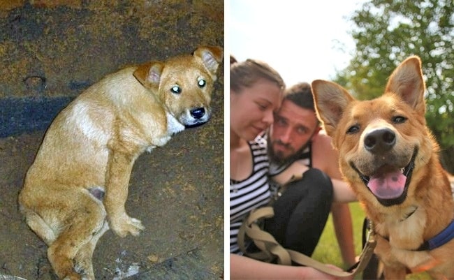 20 előtte és utána kép örökbe fogadott kutyákról15