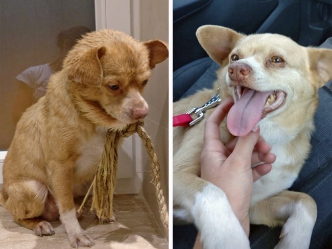 20 előtte és utána kép örökbe fogadott kutyákról17