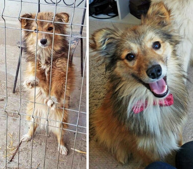 20 előtte és utána kép örökbe fogadott kutyákról18