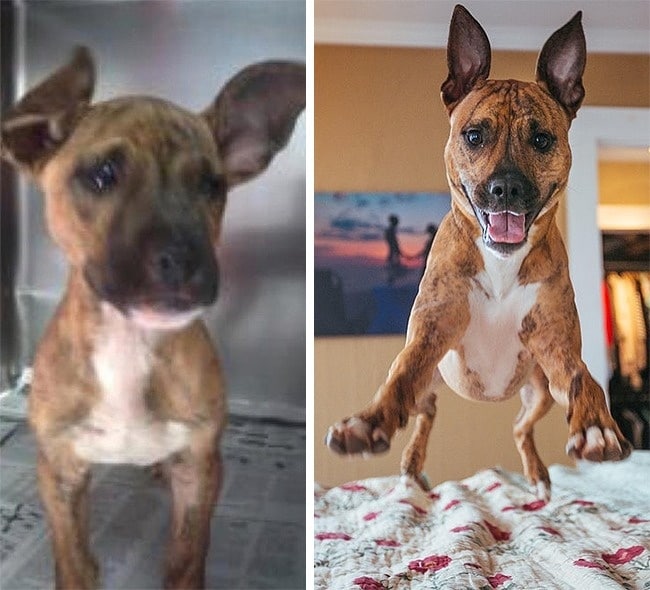 20 előtte és utána kép örökbe fogadott kutyákról19