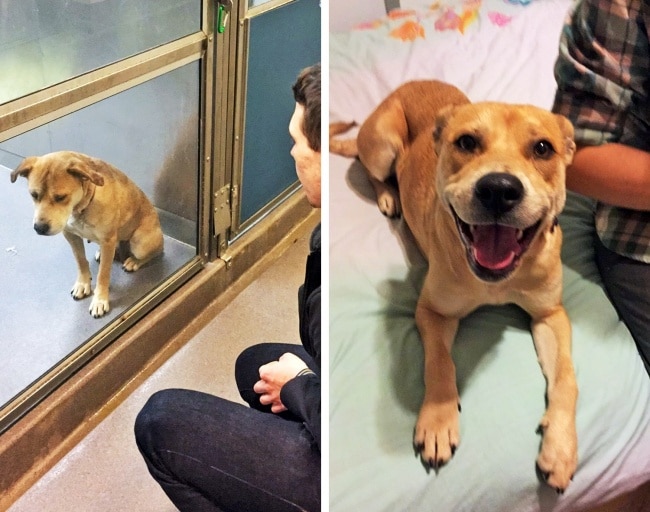20 előtte és utána kép örökbe fogadott kutyákról2