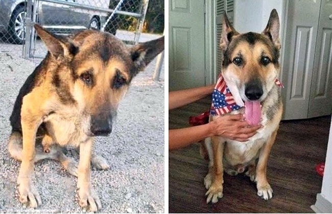 20 előtte és utána kép örökbe fogadott kutyákról20