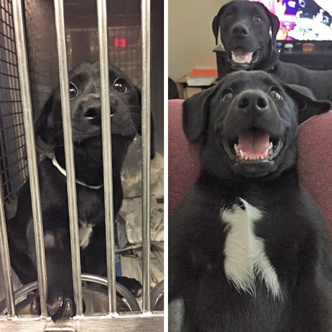 20 előtte és utána kép örökbe fogadott kutyákról3