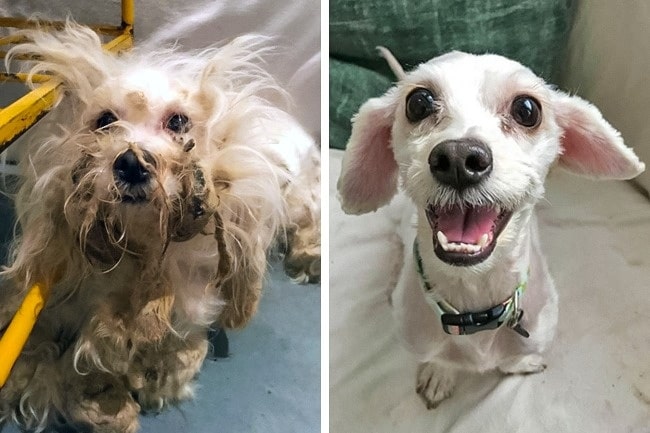 20 előtte és utána kép örökbe fogadott kutyákról4