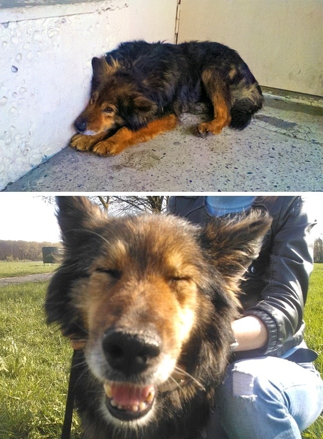 20 előtte és utána kép örökbe fogadott kutyákról9