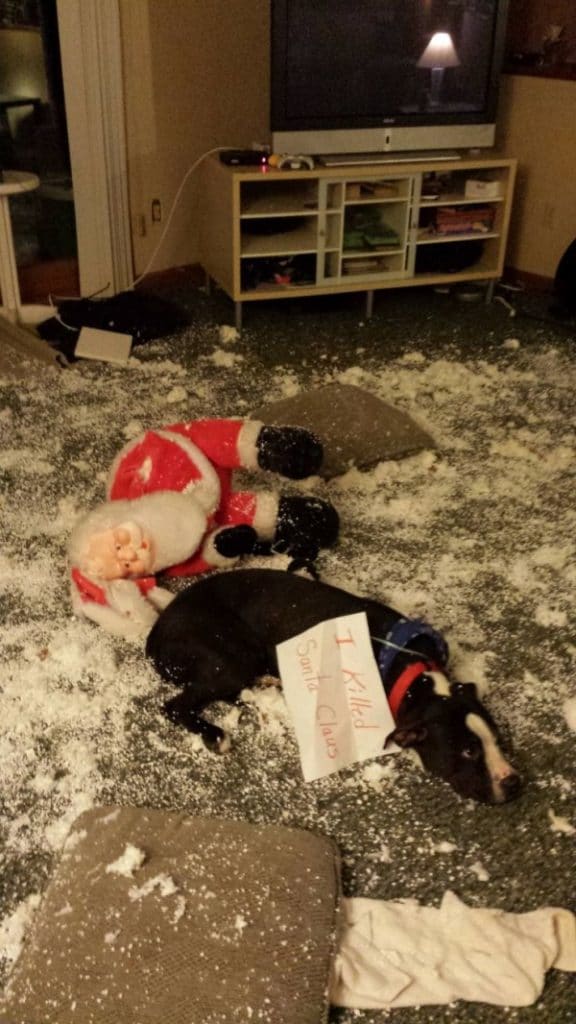 Ezek a kutyák megtalálták a módját, hogy romba döntsék a karácsonyt1