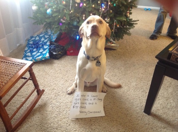 Ezek a kutyák megtalálták a módját, hogy romba döntsék a karácsonyt11