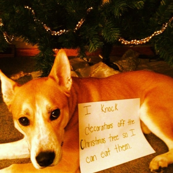 Ezek a kutyák megtalálták a módját, hogy romba döntsék a karácsonyt12