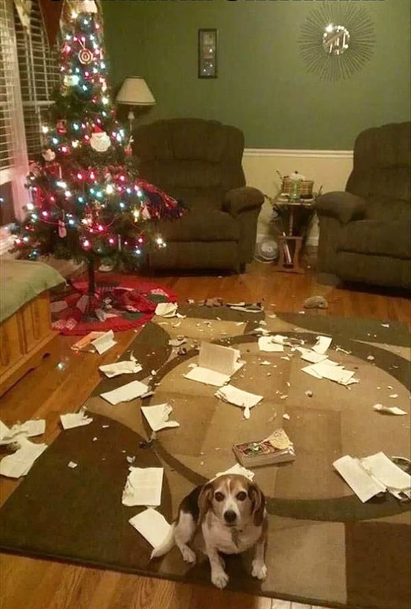 Ezek a kutyák megtalálták a módját, hogy romba döntsék a karácsonyt2