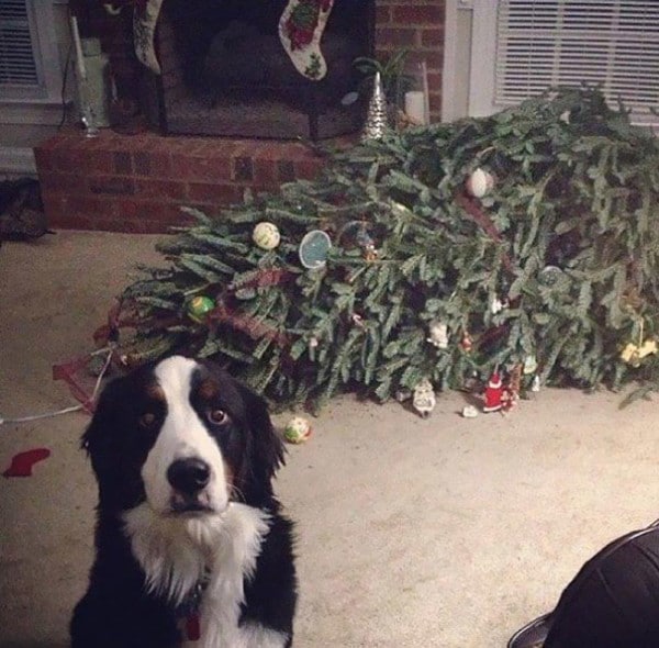 Ezek a kutyák megtalálták a módját, hogy romba döntsék a karácsonyt4