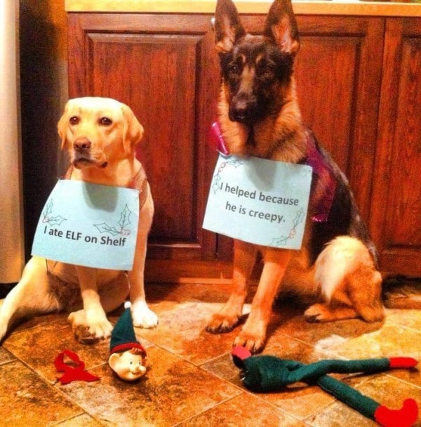 Ezek a kutyák megtalálták a módját, hogy romba döntsék a karácsonyt6