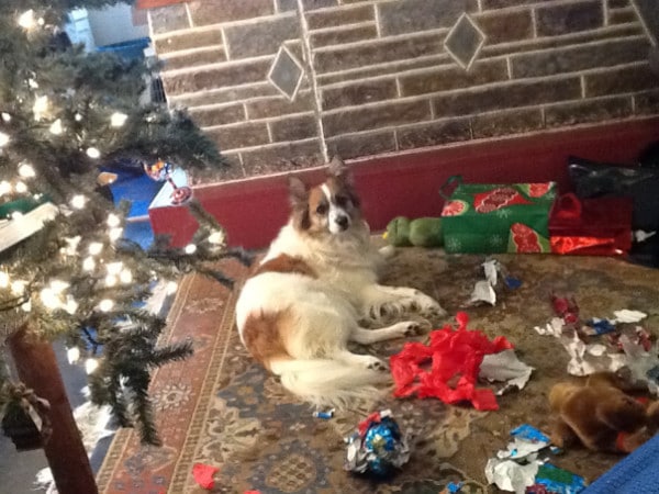 Ezek a kutyák megtalálták a módját, hogy romba döntsék a karácsonyt7