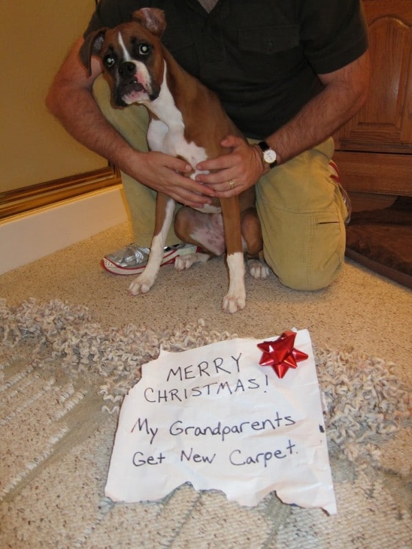 Ezek a kutyák megtalálták a módját, hogy romba döntsék a karácsonyt9