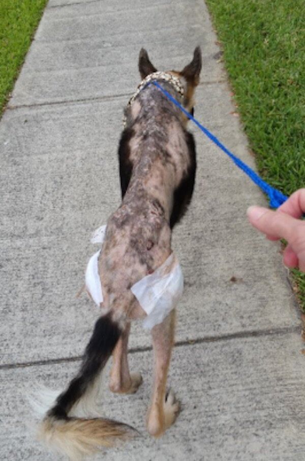 súlyosan bántalmazott kutya most tapasztalja meg először a SZERETETET1