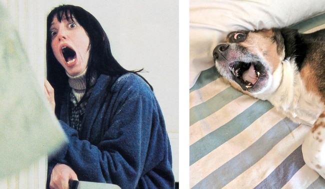 14 kutya, aki annyira hasonlít az emberekre, hogy az már zavarba ejtő13