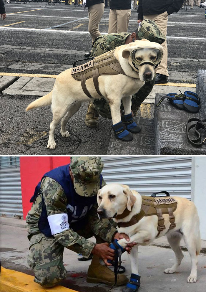 18 kutya, akit hősként könyveltünk el a tetteik miatt10