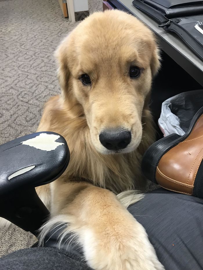 20 fotó, ami bizonyítja, hogy mindenkinek szüksége van egy Golden retrieverre11