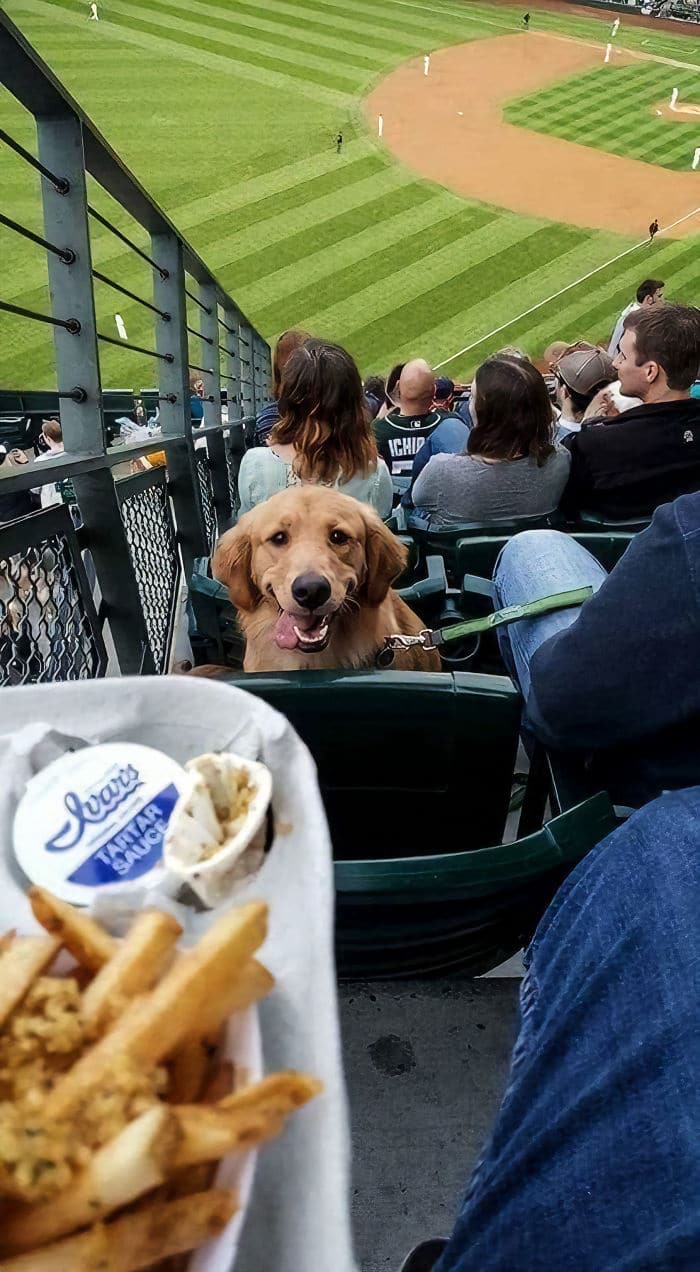 20 fotó, ami bizonyítja, hogy mindenkinek szüksége van egy Golden retrieverre14