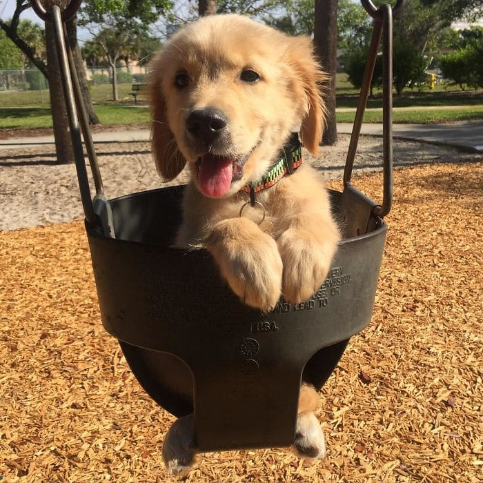 20 fotó, ami bizonyítja, hogy mindenkinek szüksége van egy Golden retrieverre16