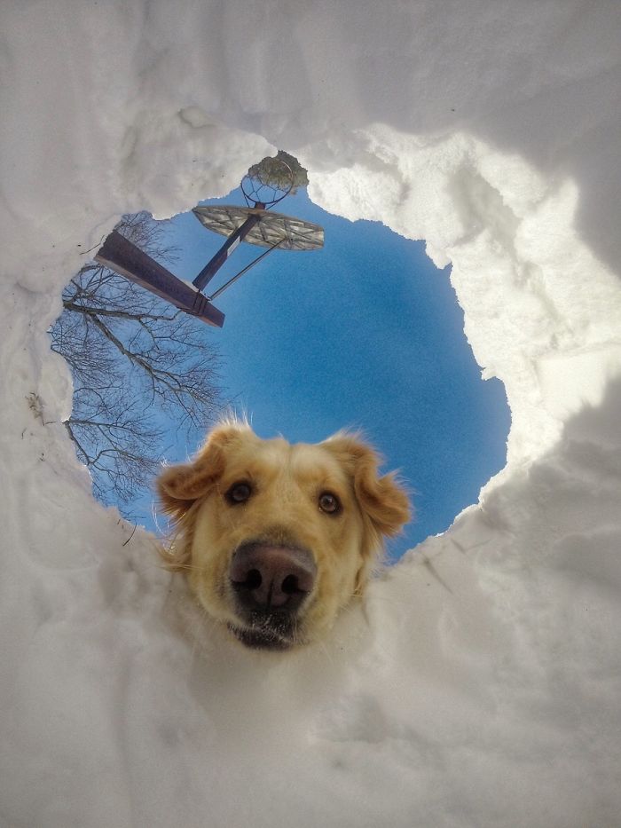 20 fotó, ami bizonyítja, hogy mindenkinek szüksége van egy Golden retrieverre2