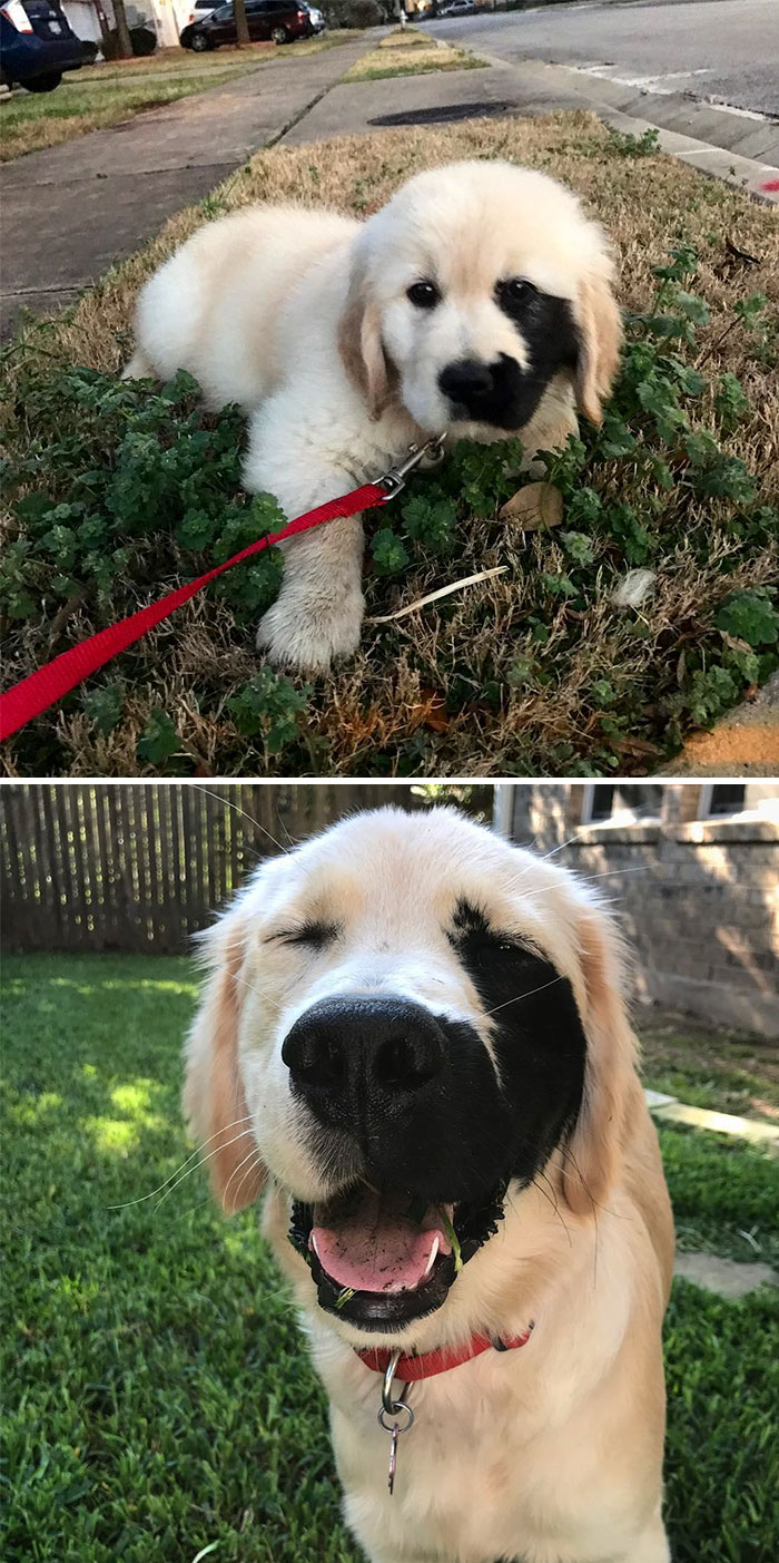 20 fotó, ami bizonyítja, hogy mindenkinek szüksége van egy Golden retrieverre3