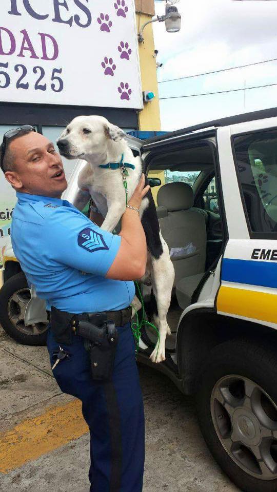 A kóbor kutya egyenesen a rendőrségre ment6