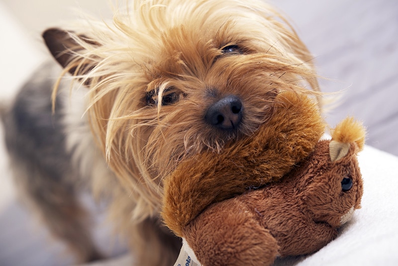 Small Dog Play with Plushy Toy. Four Years Old Australian Silky Terrier. Pets Photo Collection