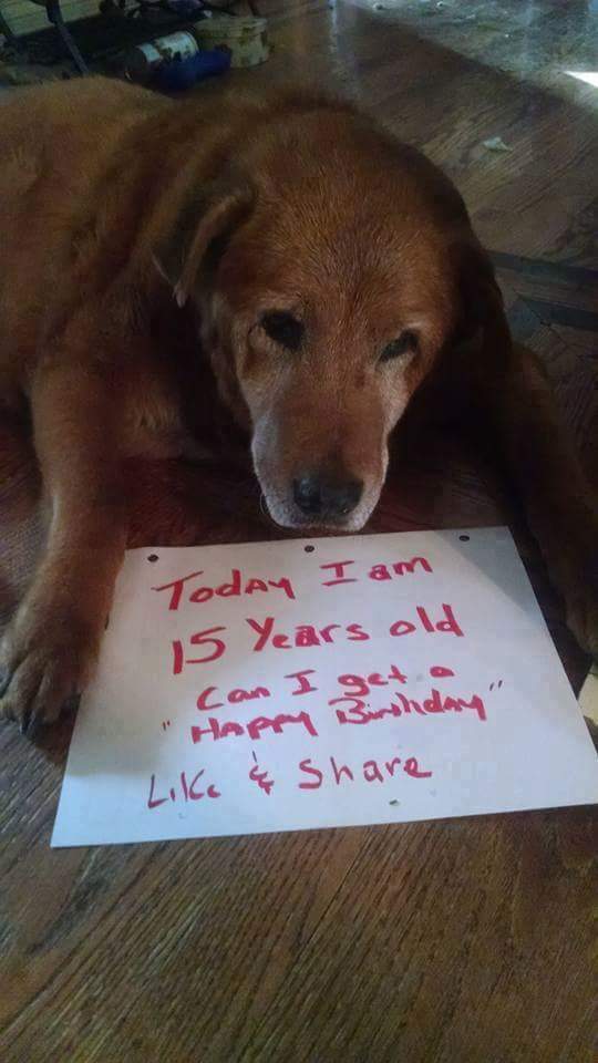 #1 Ez a drága kutya nem nagyon szereti a születésnapját, mert akkor tudja, hogy megint 1 évvel öregebb lett, pedig nem is látszik meg.