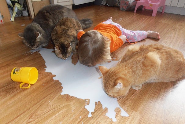 #1 Miért ne ihatna tejet a cicákkal együtt