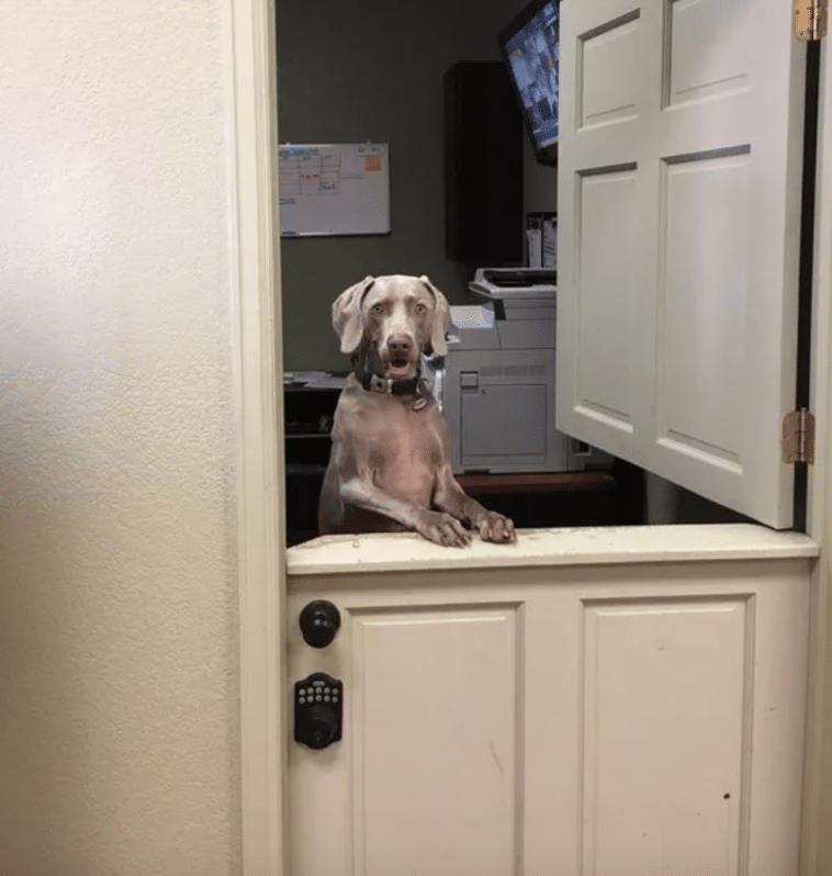 #11 Épp jöttem a kutya gondozóba a kis kutyámért, és az elülső irodában senki sem volt, hogy üdvözöljön, kivéve ezt az úriembert.