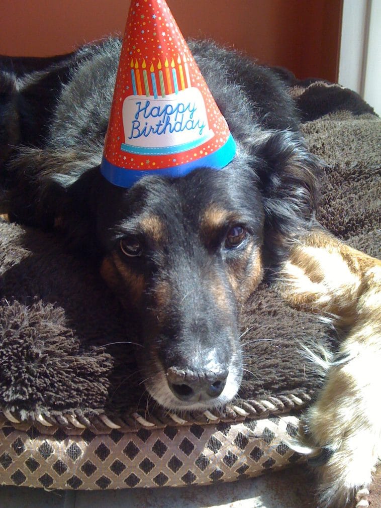 #12 És ez az én kutyusom, Woofie, aki a 14.-ik születésnapját ünnepli.