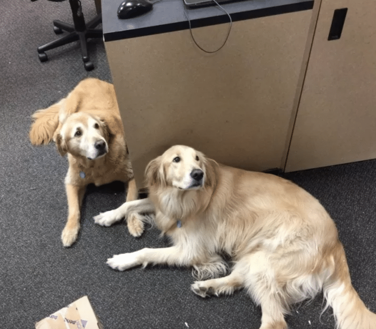 #17 Ez a két kutyus a postai részlegen dolgozik, és az a dolguk, hogy üdvözöljék az embereket.
