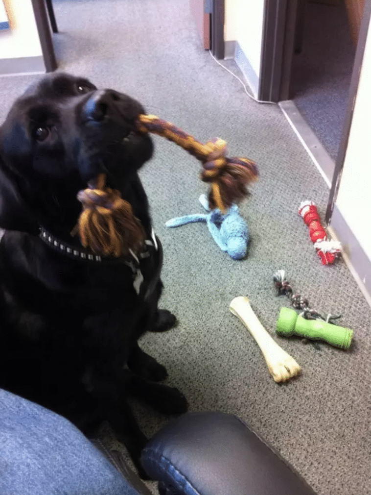 #6 Az utolsó nap a munkahelyemen. Azt hiszem, hogy az irodai kutya azt akarja, hogy maradjak még és játszak vele.