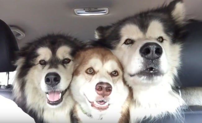 Alaszkai malamuták Leila, Travis és Zoé épp óton vannak, amikor a kutyák úgy döntöttek,hogy el kezdenek énekelni. Ezek azimádnivaló kutyusok trióban sem sikerül egy szinten éneke