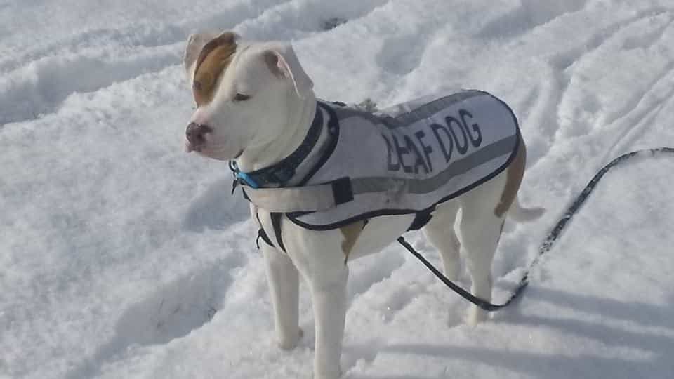 Bromilow elindította FAcebook oldalát Ivor-nak, ahol megosztja az összes kalandját. Megosztotta édes fotóját Ivor-ról a hóban.