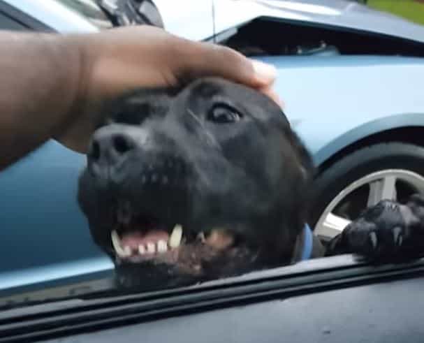 Egy ember észrevette egy kutyust a kocsiablakán kívül. Elkezdett beszélgetni vele