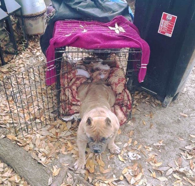 Egy férfi elköltözött Kaliforniába a kutyájával
